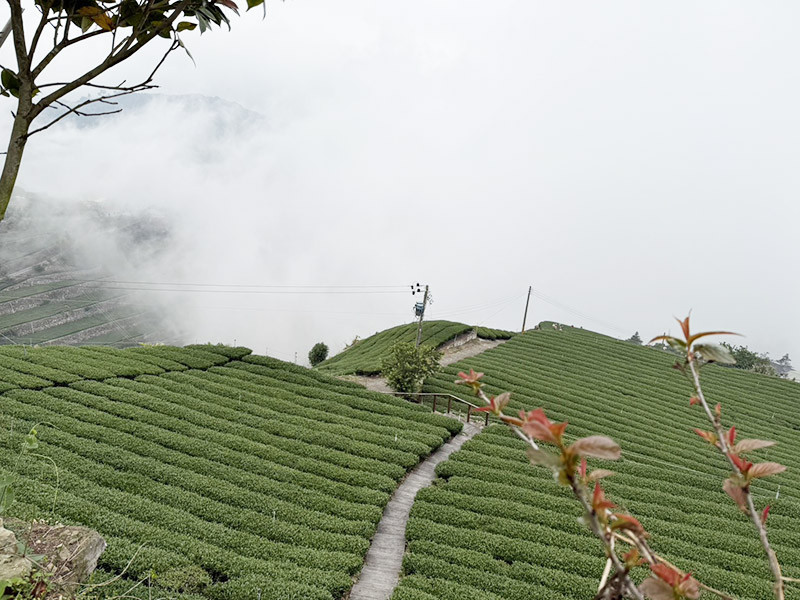 阿里山早春茶