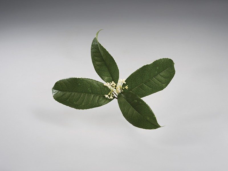 桂花烏龍袋茶 100入